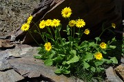 Pizzo Pradella (2626 m) con tanti bei fiori, salito da Valgoglio il 9 luglio 2016 - FOTOGALLERY